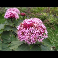Clerodendrum bungei (fam Lamiacees) (Chine, Taiwan, Vietnam) (2)